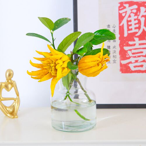 水培植物带果佛手柑室内水养新鲜佛手瓜绿植盆栽插花闻香