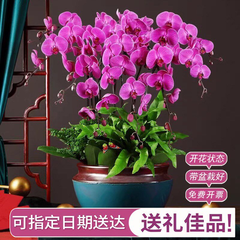 蝴蝶兰盆栽带花成品全国同城配送大花蕙兰鲜花速递年宵花乔迁开业