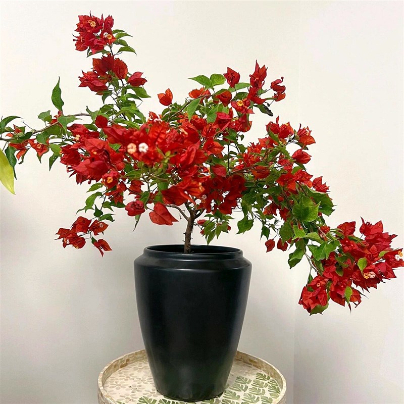 新品飘枝三角梅盆栽花卉阳台庭院爬藤植物垂丝花苗耐寒老桩四季开