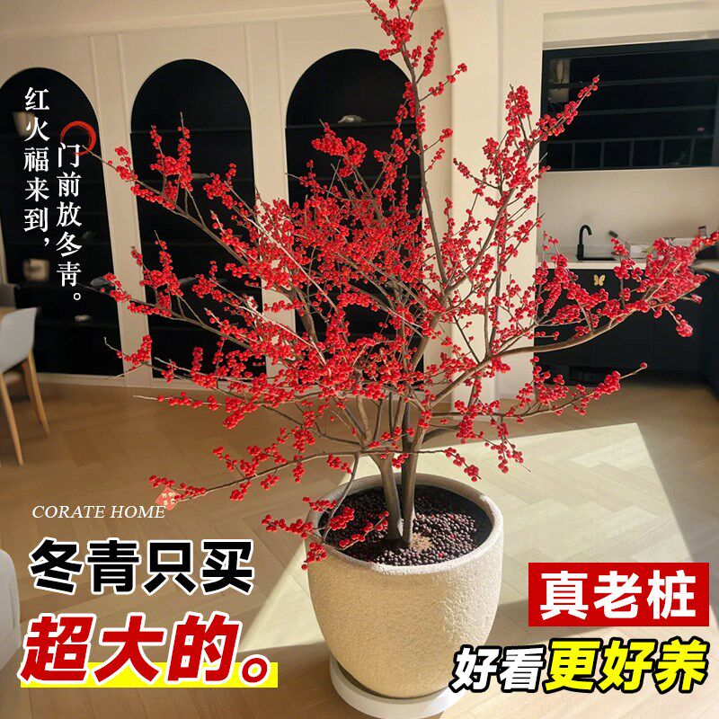 进口北美冬青红果真花盆栽树苗老桩大树耐寒室内盆景年宵花卉植物