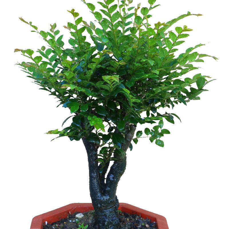 小叶紫檀盆景树桩盆栽花卉植物室内桌面客厅绿植老桩吸甲醛防辐射