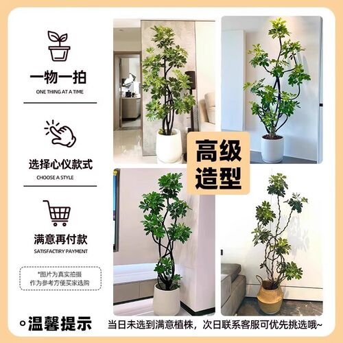 造型鸭脚木盆栽客厅大鸭掌木鹅掌柴室内落地式大型四季常青绿植物