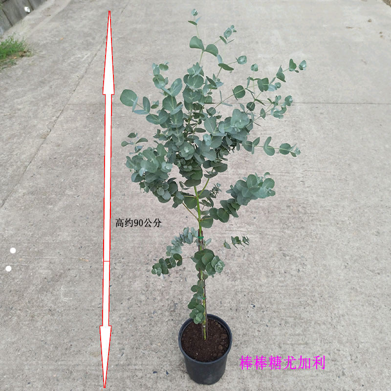 棒棒糖尤加利苗盆栽植物蓝桉北欧蓝宝贝银水滴桉心叶观叶净化空气