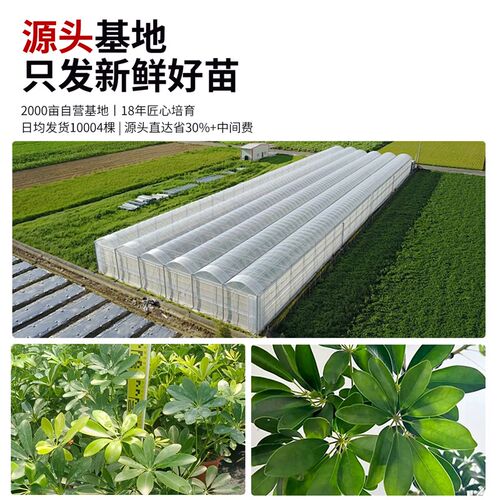 造型鸭脚木客厅大盆栽室内大型绿植高级感落地植物四季常青鸭掌木