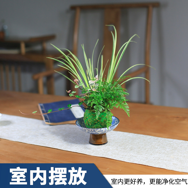 苔藓球水培植物室内盆栽创意狼尾蕨好养办公室菖蒲苗盆栽蕨类绿植