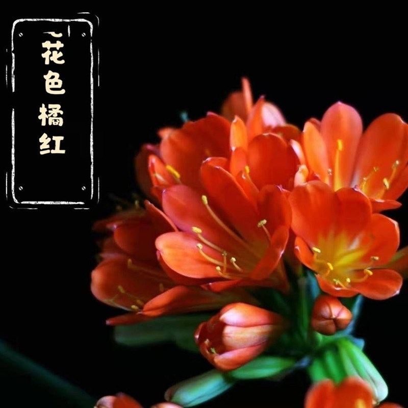 长春四季精品名贵君子兰立板植物大小苗室内绿植盆栽花卉好养办公