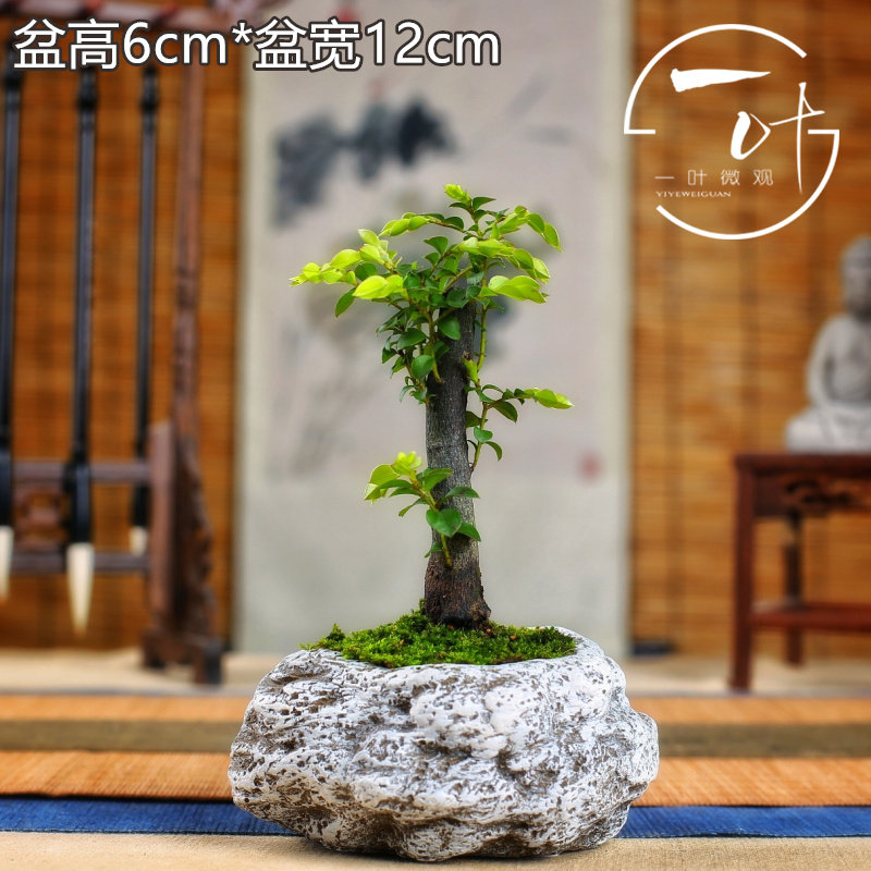 黑骨茶小叶紫檀树苗盆景室内常绿植物名贵花卉盆栽四季好养盆景