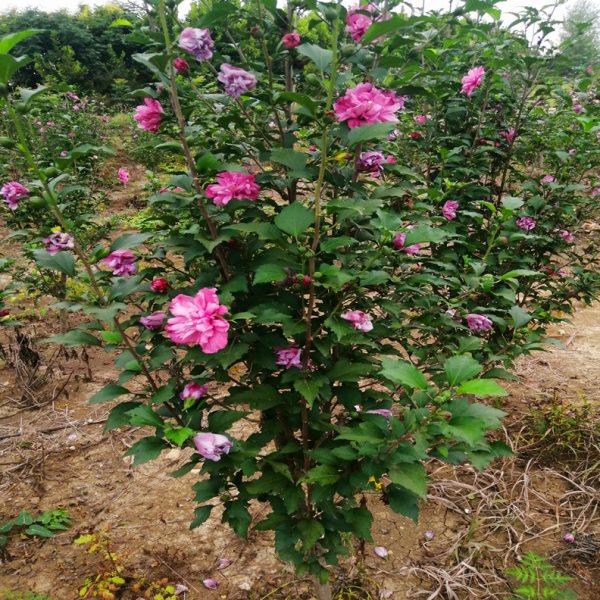 开围墙种植绿化百花耐寒灌围栏日木槿花绿四季庭院程木工篱笆树苗