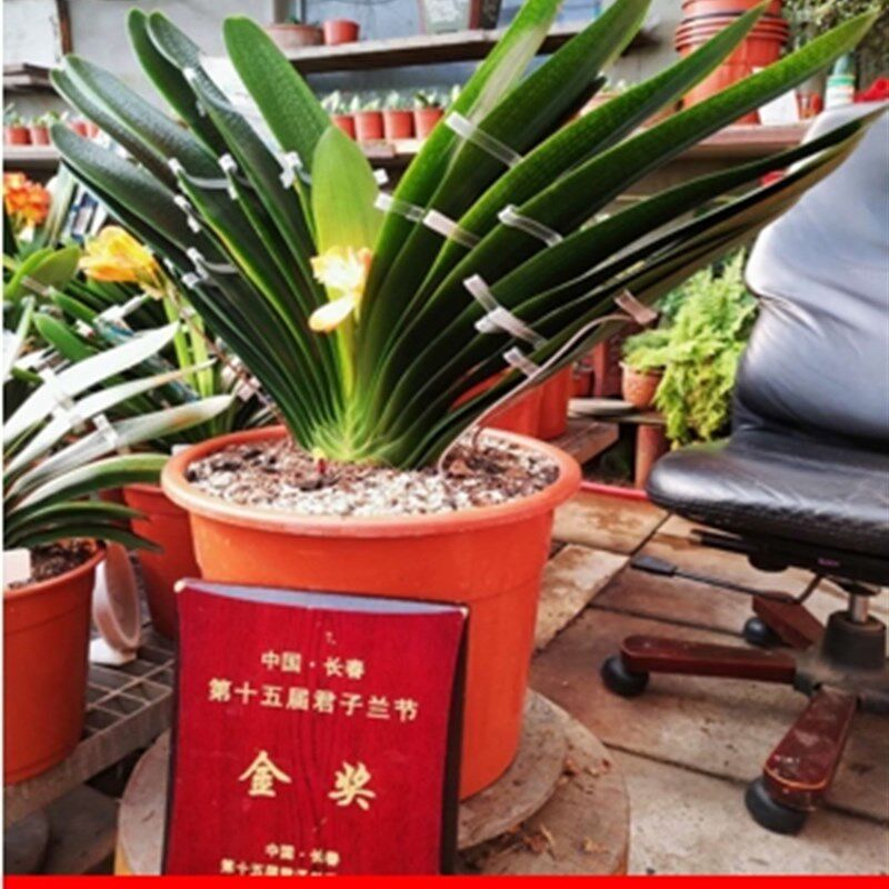 长春国宝级名贵君子兰虎头麻脸精品小苗圆头短叶和尚绿植盆栽花卉