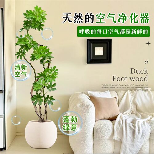 造型鸭脚木客厅大盆栽鸭掌木鹅掌柴室内落地式大型四季常青绿植物