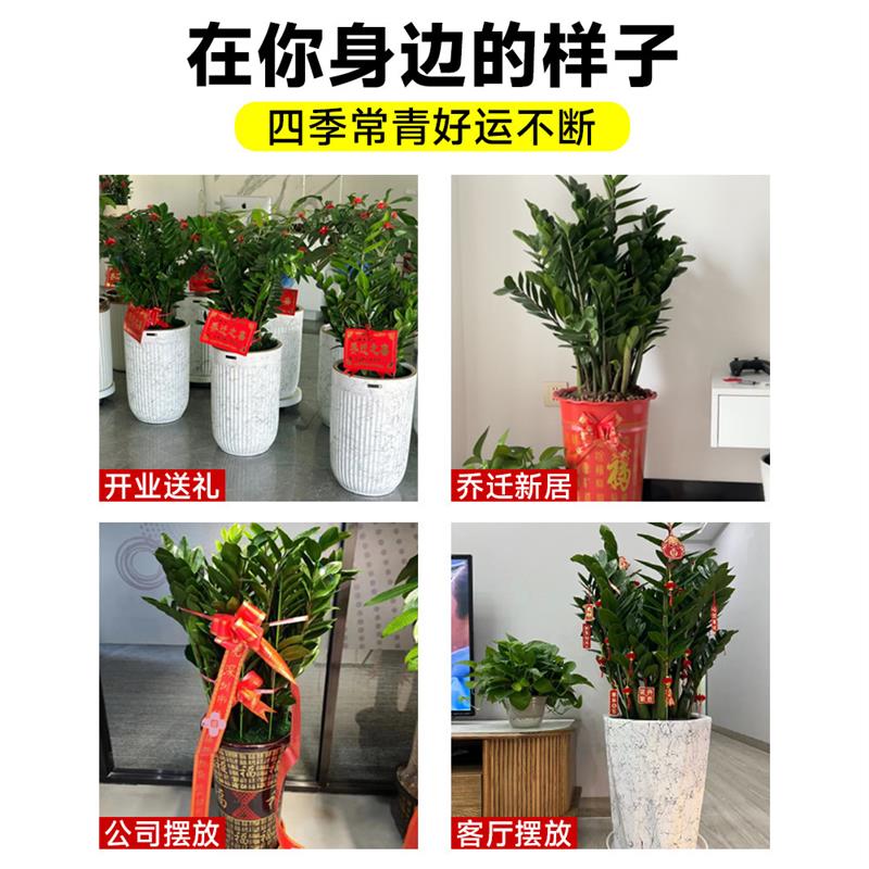 金钱树盆栽客厅大花盆旺宅树办公室内大型好养绿植物乔迁摇钱串子