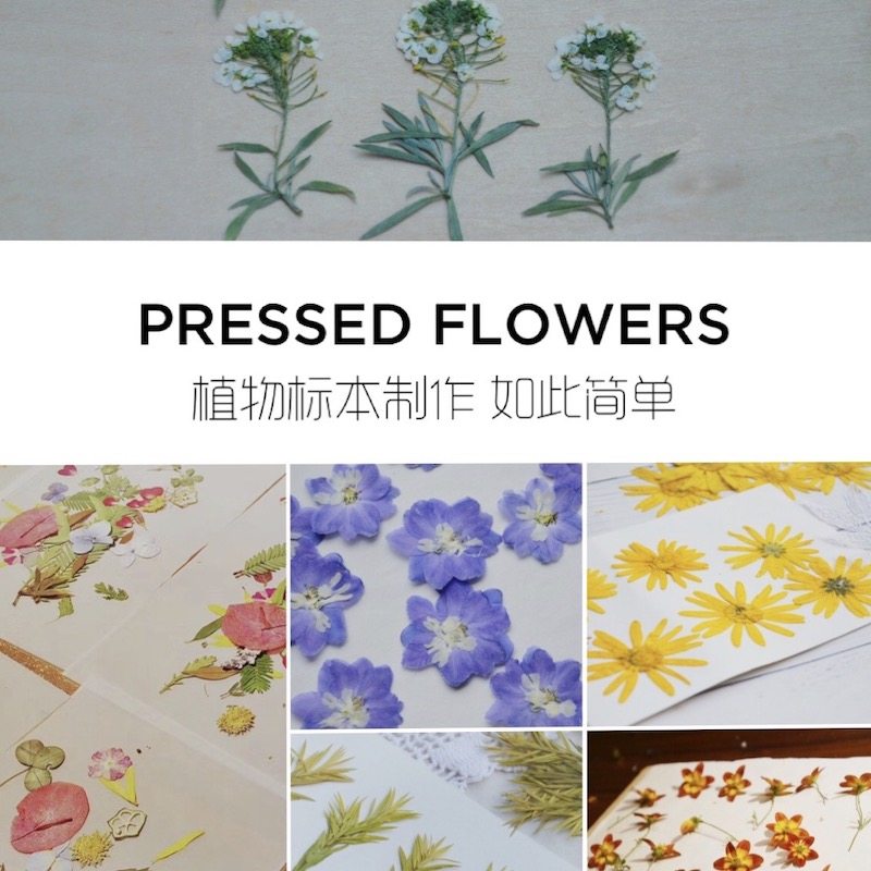 若兮押花压花器压花板植物标本制作工具套装手工diy自制干花包邮