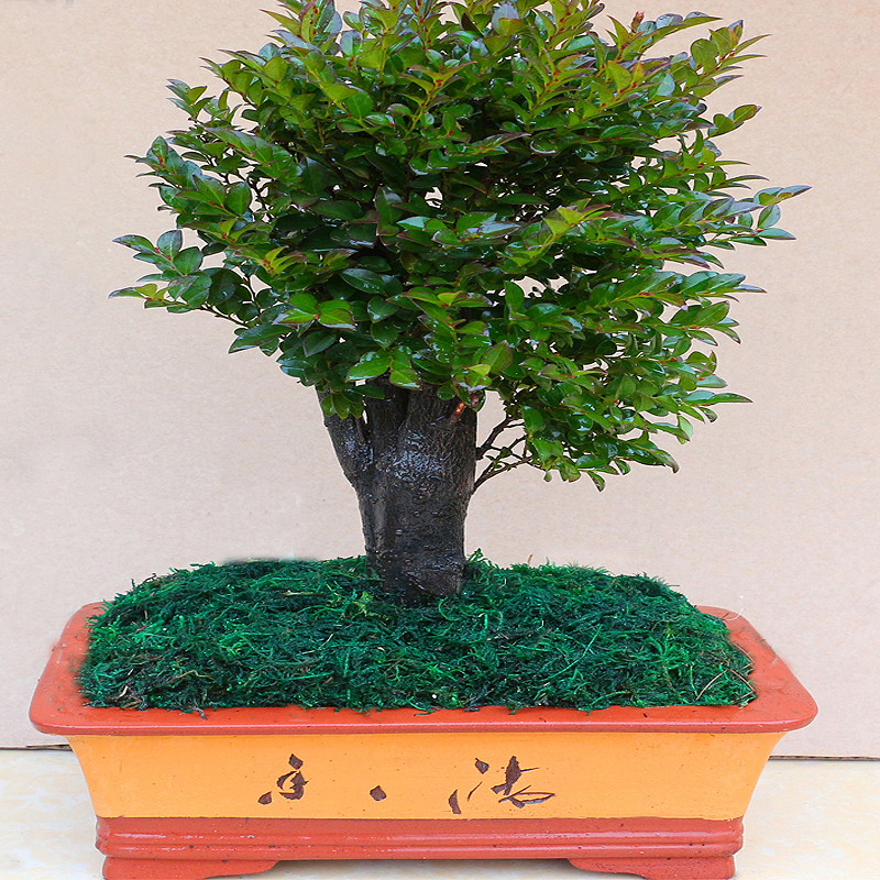 名贵小叶紫檀盆景树桩室内花卉植物办公桌面绿植树苗四季常青盆栽