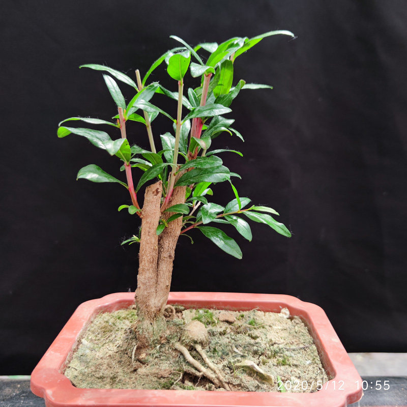 微小石榴树苗结果盆景提根造型小品素材花卉园艺绿植物矮霸桩盆栽
