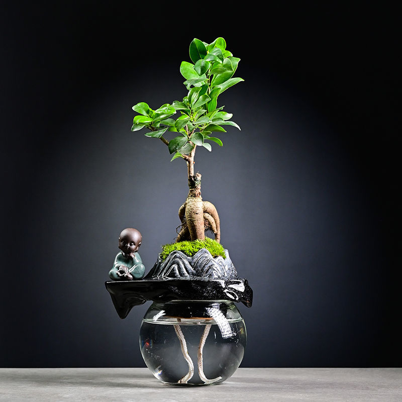 文竹栀子花水养创意懒人自动吸水盆栽花卉室内办公室网红创意植物