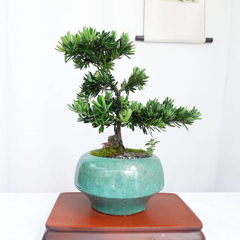 精品造型罗汉松盆景客厅植物乔迁开业盆栽礼物四季常青招财绿植