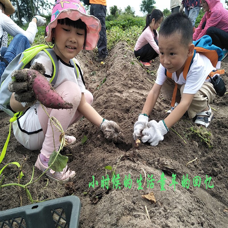 海南澄迈桥头地瓜富硒板栗薯有机新鲜红薯山芋烤番薯桥沙地瓜10斤
