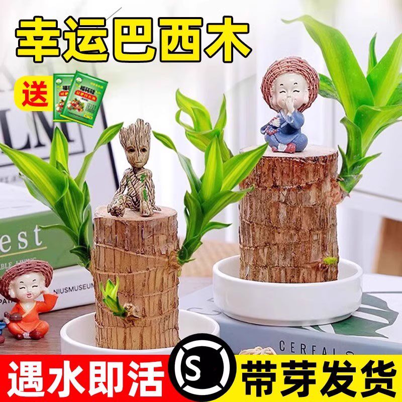 巴西木水养幸运木开花绿植室内盆栽水培植物格鲁特小树人四季带芽