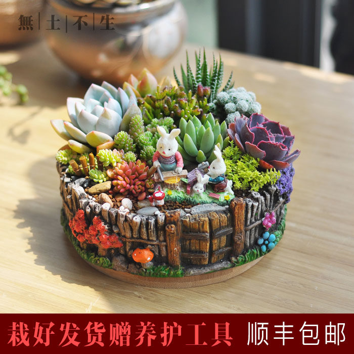 多肉植物带盆多肉组合盆栽拼盘组合女神节礼物成品顺丰包邮