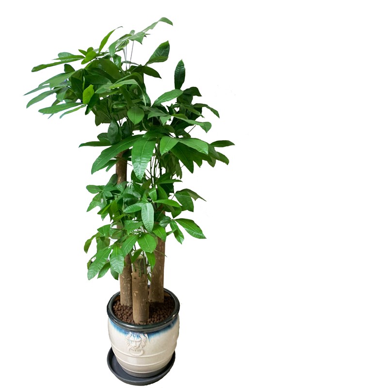 步步高三杆大发财树盆栽办公室开业植物室内绿植同城配送乔迁送礼