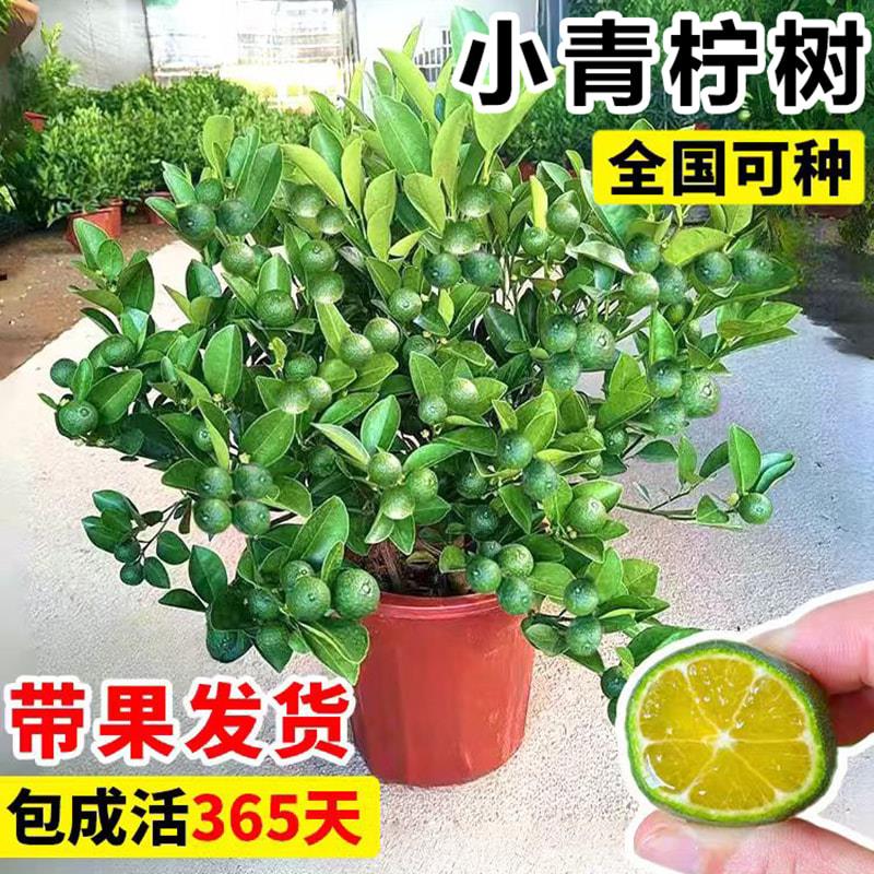 小青柠树苗海南小青桔金桔树香水柠檬树盆栽带果庭院阳台果树果苗