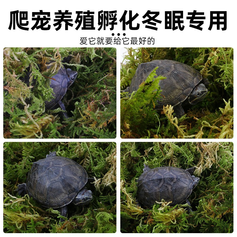 天然干苔藓水苔蝴蝶兰专用爬宠乌龟冬眠草青苔兰花石斛种植营养土