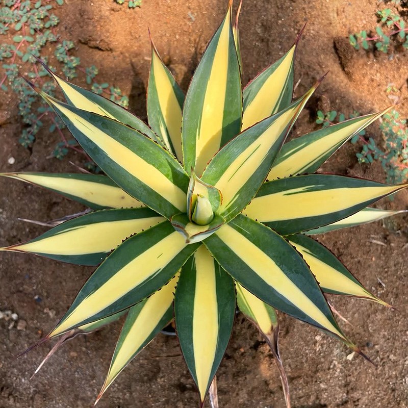 植物员外 蓝光黄中斑一物一拍 稀有黄锦龙舌兰阳台绿植多肉盆栽