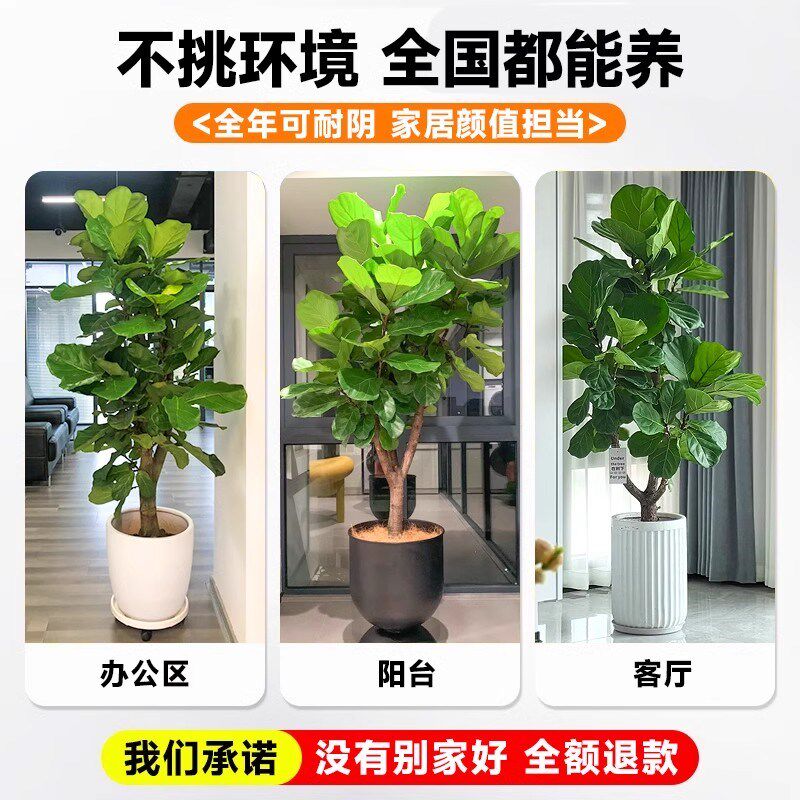 大琴叶榕客厅绿植物室内大号型好养老桩大叶鸭脚木盆栽落地办公室