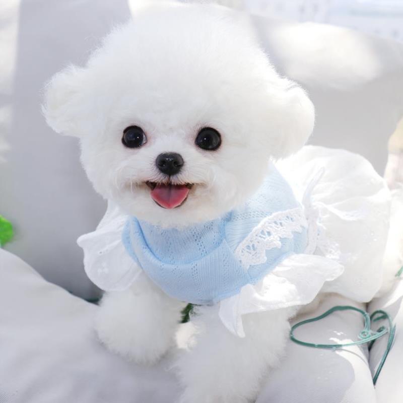 泰迪狗公主裙子春夏薄款夏季衣服宠物吉娃娃小型幼犬比熊博美
