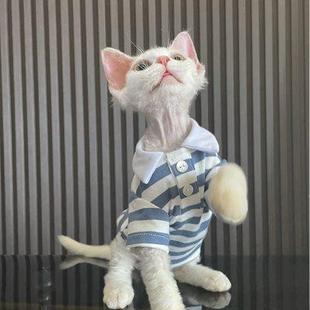 弹力纯棉网红同款 无毛猫衣服斯芬克斯德文衣服秋冬假领子POLO衫