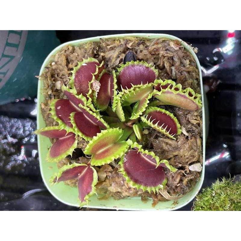 【饺子捕蝇草】捕蝇草食虫草食人花绿植雨林缸造景食虫植物