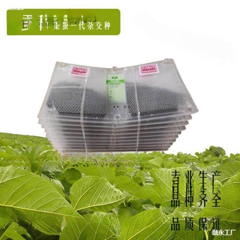 今年农村饲养蚕种蚕卵蚕宝宝蚕种场生产高产抗病优良种加量不加价