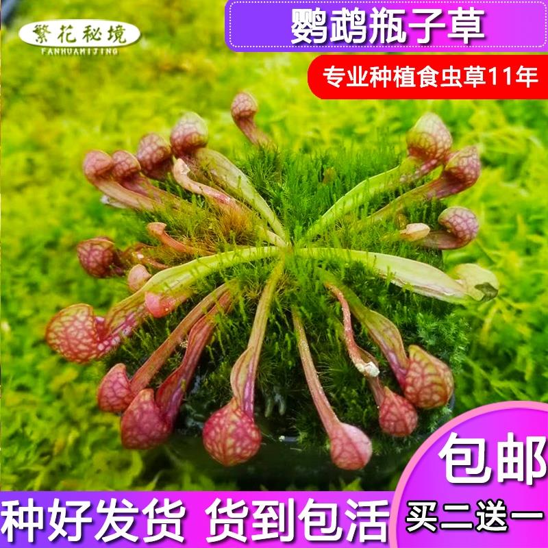 鹦鹉瓶子草【巨型海湾巨人桌面室内食人花盆栽绿植多肉大型】
