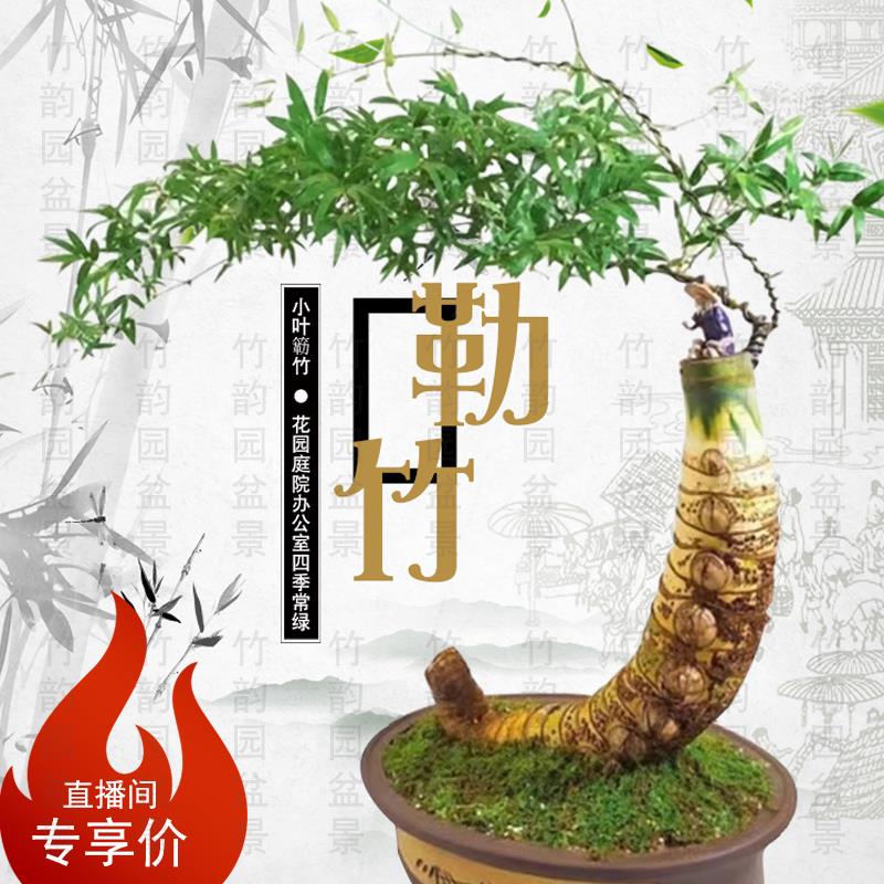 小叶簕竹盆景绿植盆栽勒竹生桩造型熟桩室内办公室庭院阳台花卉