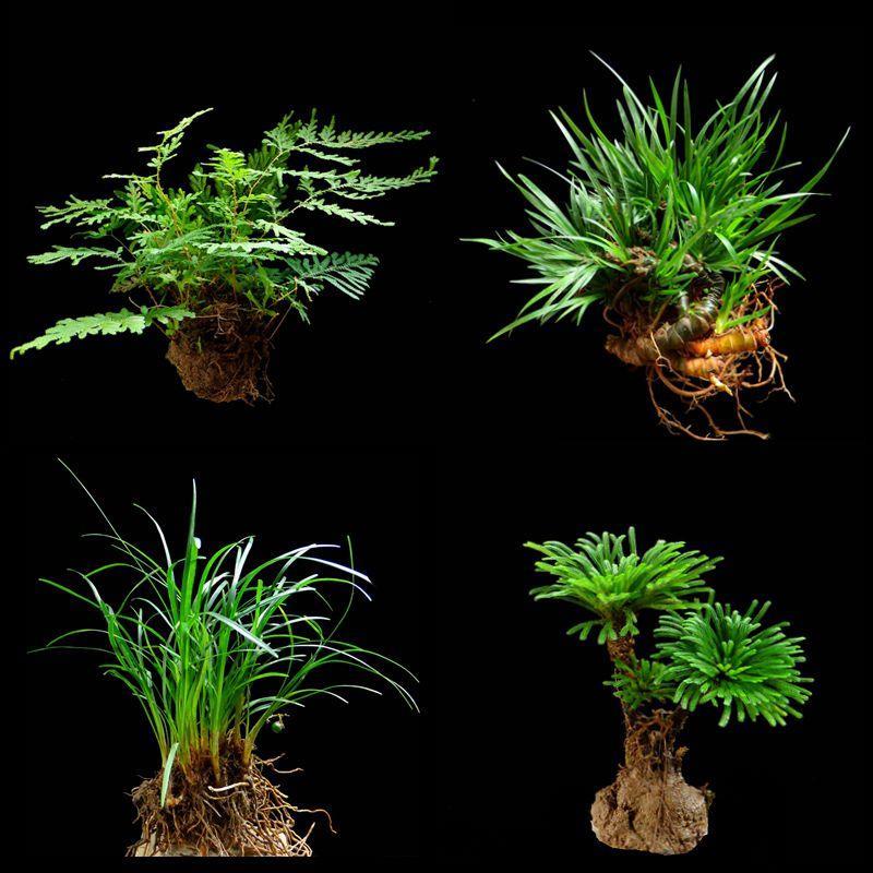 石头上种的植物附石菖蒲盆景苔藓假山水陆缸雨林造景绿植专用包邮