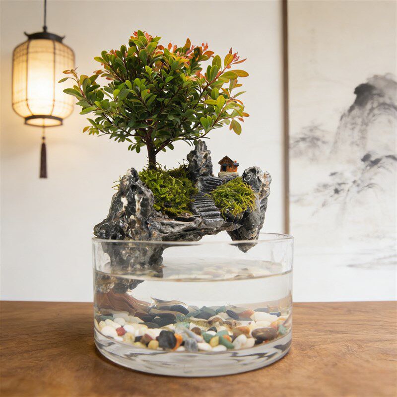 楠山 小叶赤楠玻璃缸水陆景观带盆带景绿植种好成品桌面植物景观