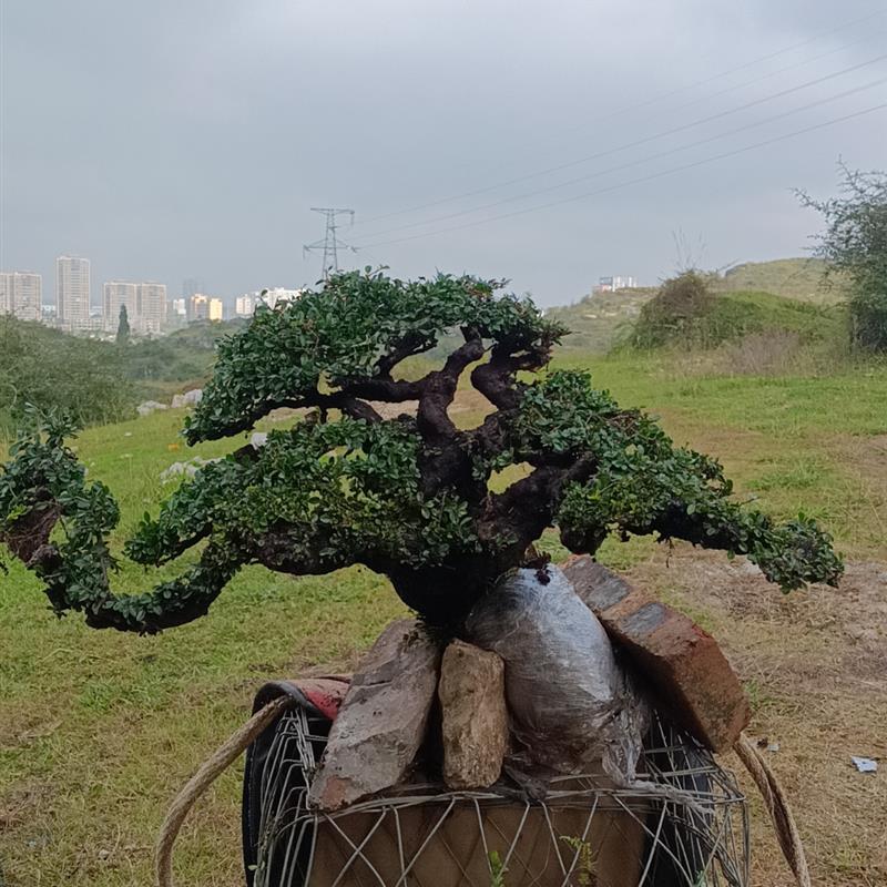 盆景 盆栽 老鹰刺盆景 造型盆景 盆景老桩精品盆景 矮霸盆景