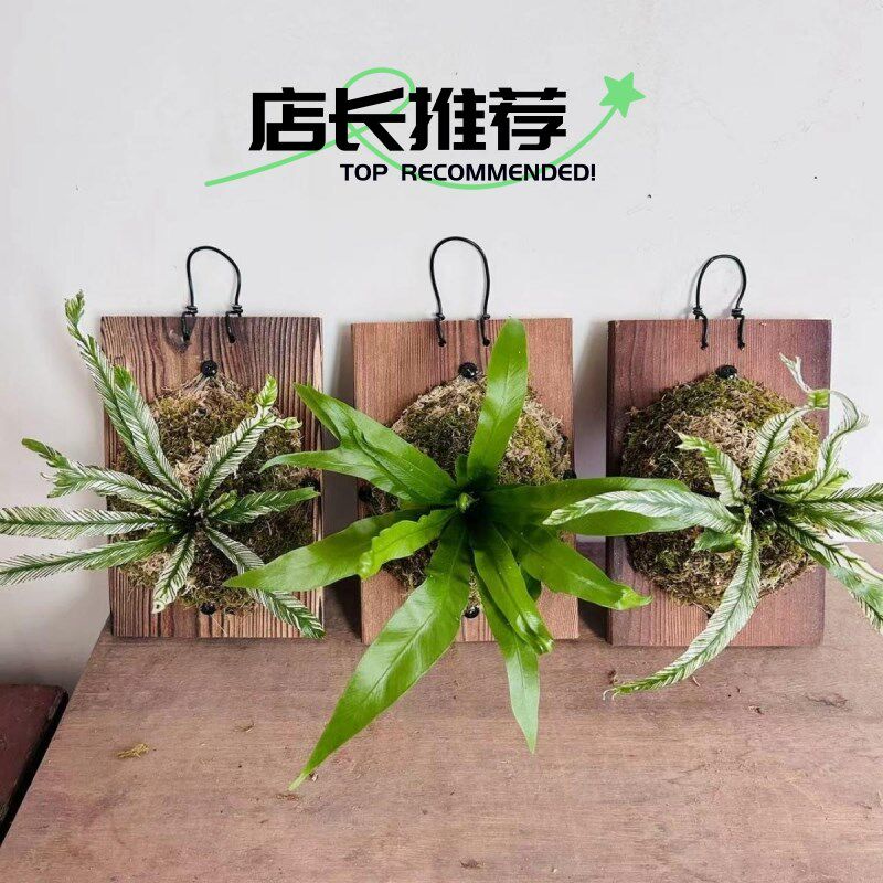 白锦鸟巢蕨花叶鸟巢蕨挂板挂墙绿植苔藓蕨类植物盆栽水培垂吊壁挂