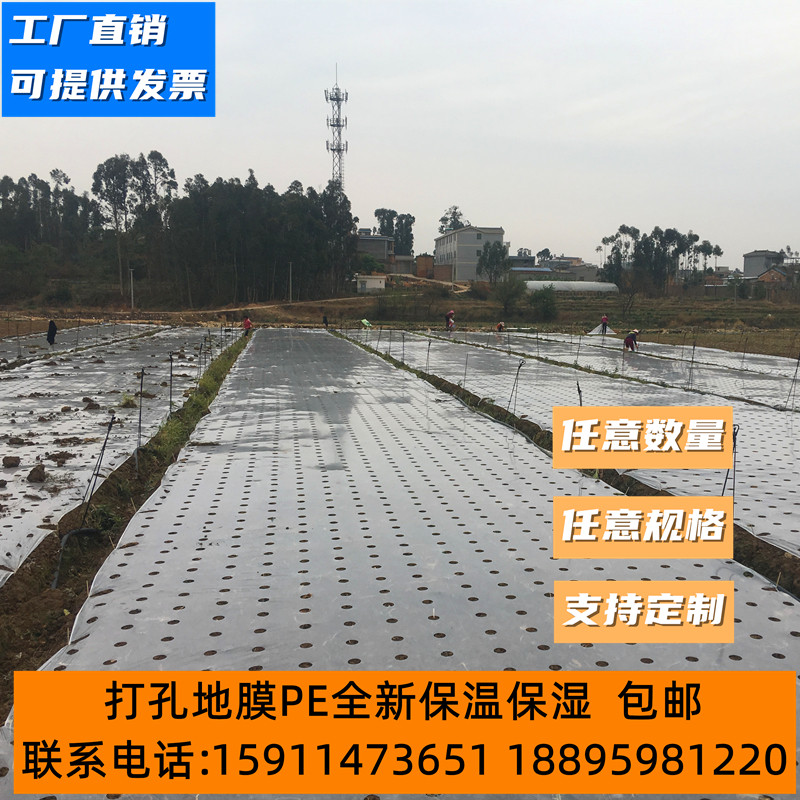 打孔地膜农用有孔塑料薄膜黑色除草保温蔬菜树苗种菜种植白银黑膜