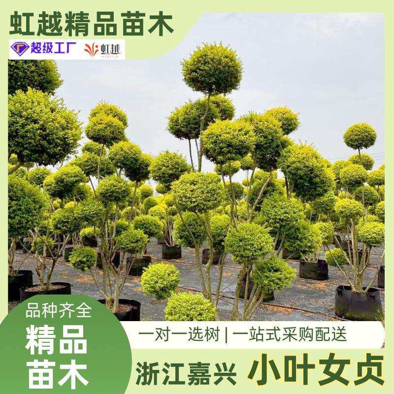 小叶女贞造型树庭院别墅绿化工程苗种植观赏四季长青高杆小叶女贞