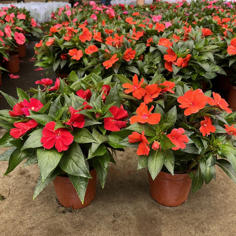 凤仙花盆栽指甲花四季常青开花室内阳台花卉办O公室净化空气吸甲