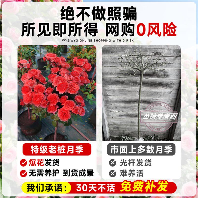 特大棒棒糖月季树桩四季开花卉老桩嫁接玫瑰盆P栽庭院室外花园植