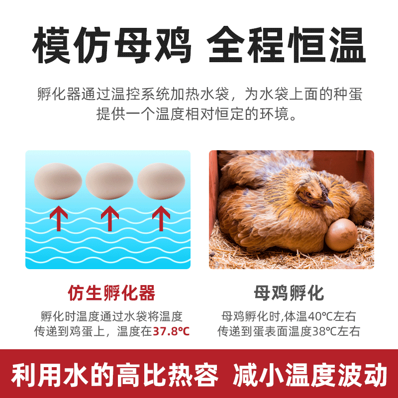 孵化器家用自动水k床孵化机智能鸡蛋孵蛋器小鸡泡沫芦丁恒温孵化