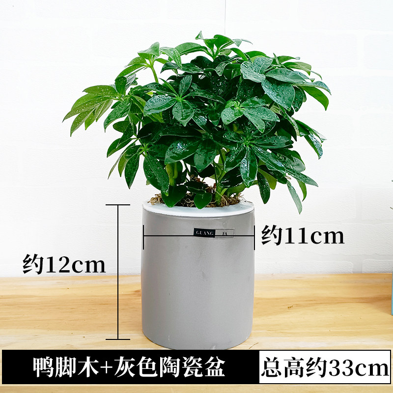 水培鸭脚木盆栽绿植物鹅掌柴七叶莲摇钱树水O养小盆景招财树鸭掌