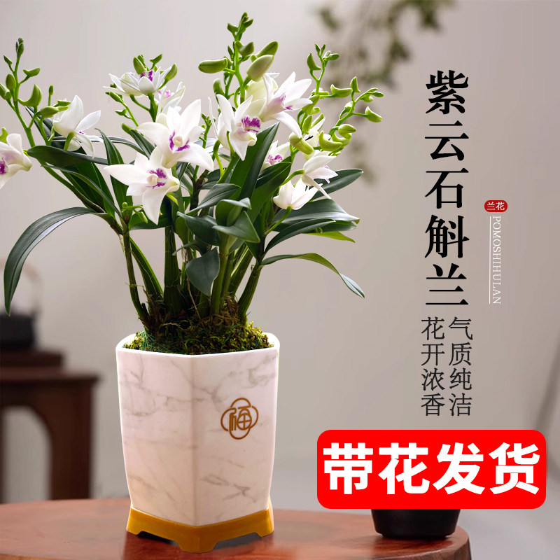 紫云石斛a兰室内盆栽现带花出售淡香兰花好养绿植物桌面花卉办公