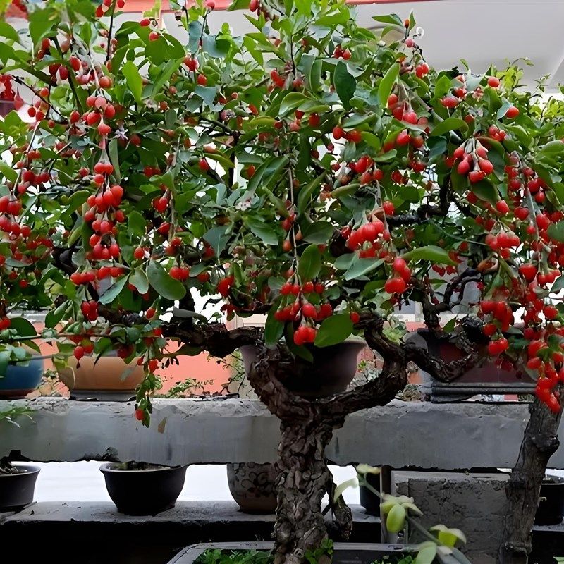 中华红枸杞造型树苗老桩盆景黄红赤玉紫枸杞苗V盆栽当年结果