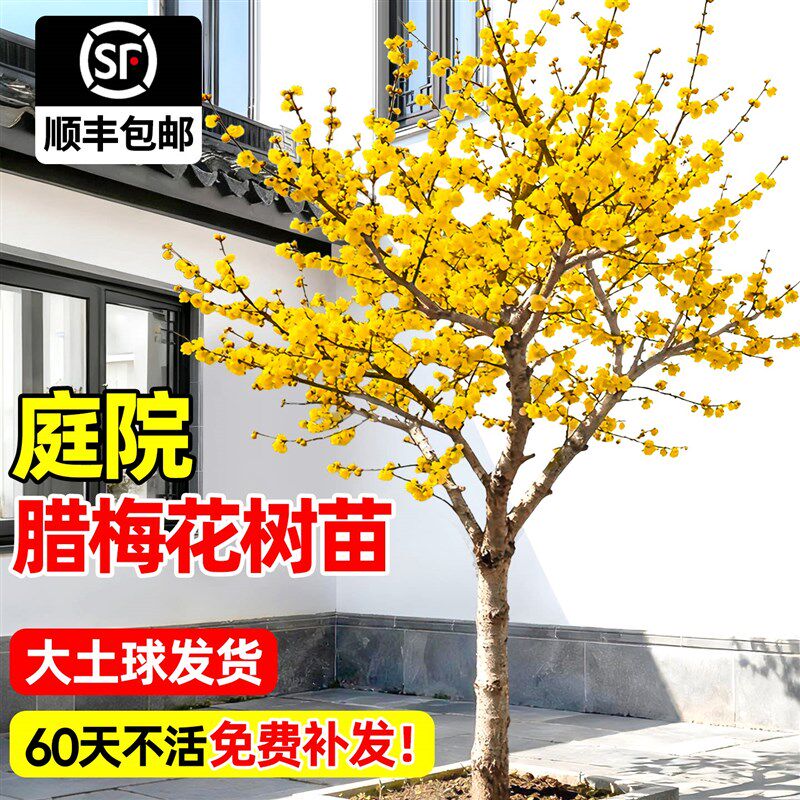 正宗腊梅花树苗庭院地栽耐寒冬季开花H卉植物阳台浓香高杆原生腊