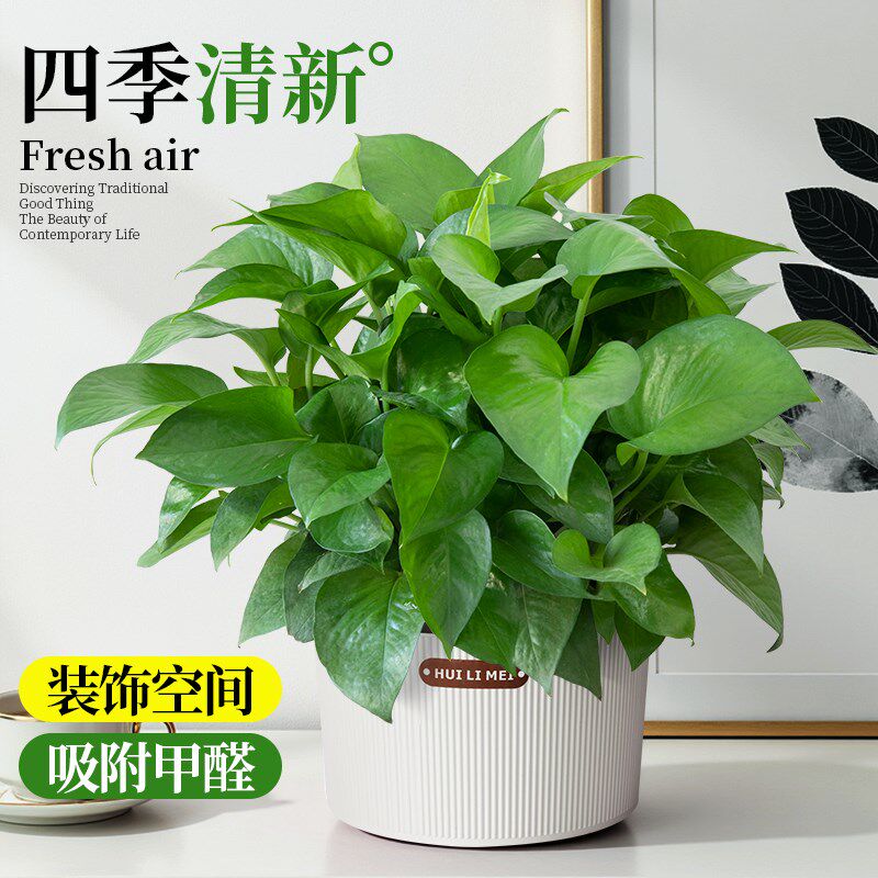 绿萝室内大盆栽水培植物办公室A家用吸除甲醛新房花卉绿植大叶好