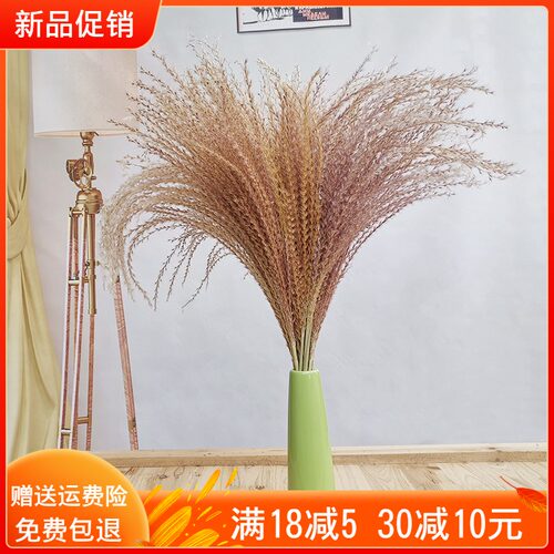 芦苇干花束真g花松果风干莲蓬插花天然棉花装饰客厅摆件落地大蒲