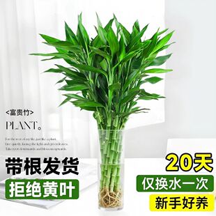 富贵竹水养客厅带根水培植物盆栽土招财大宽叶富贵竹粗竹加粗竹子